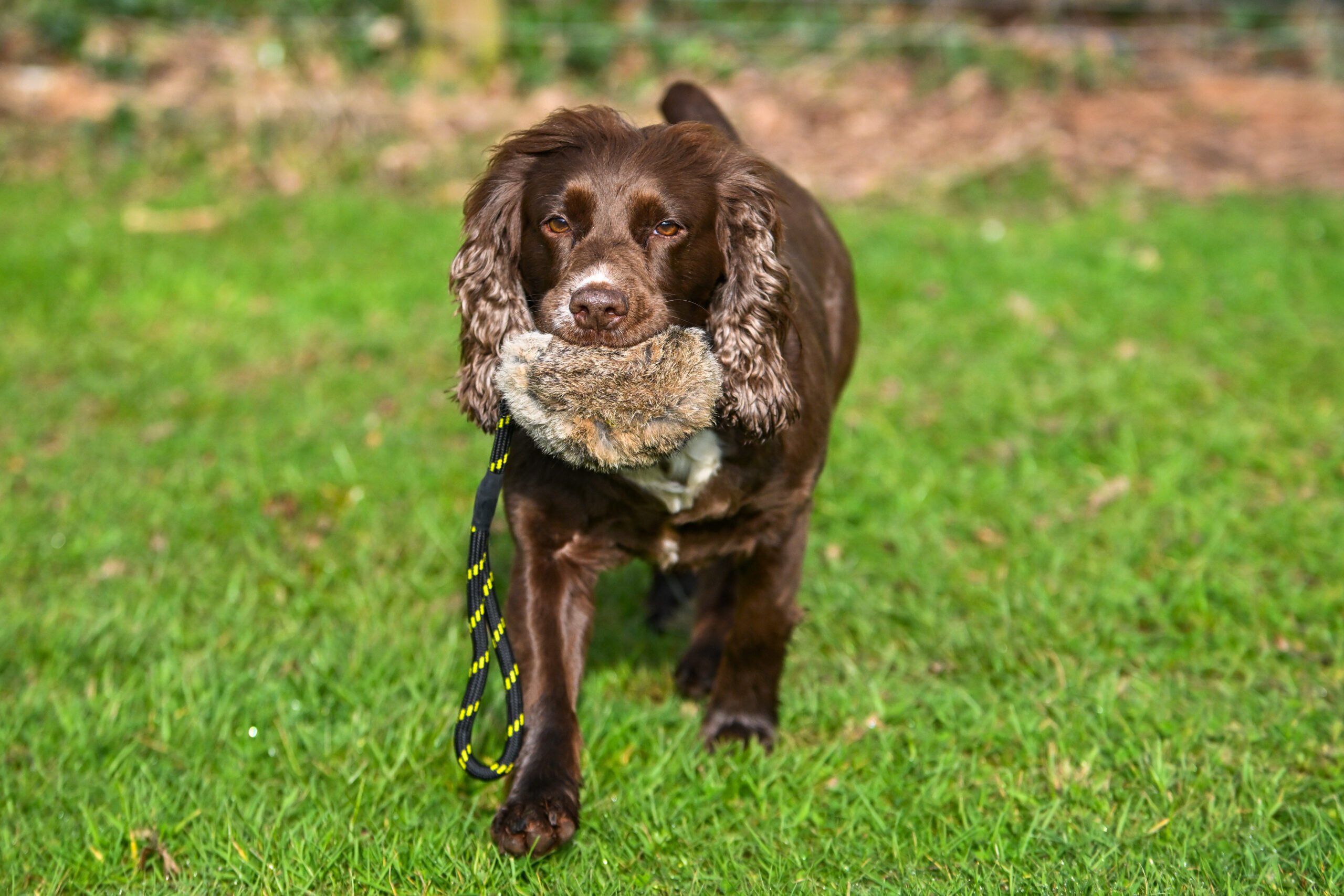 BG Distance Rabbit Ball - Image 3