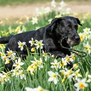 BG Distance Rabbit Ball - Image 2