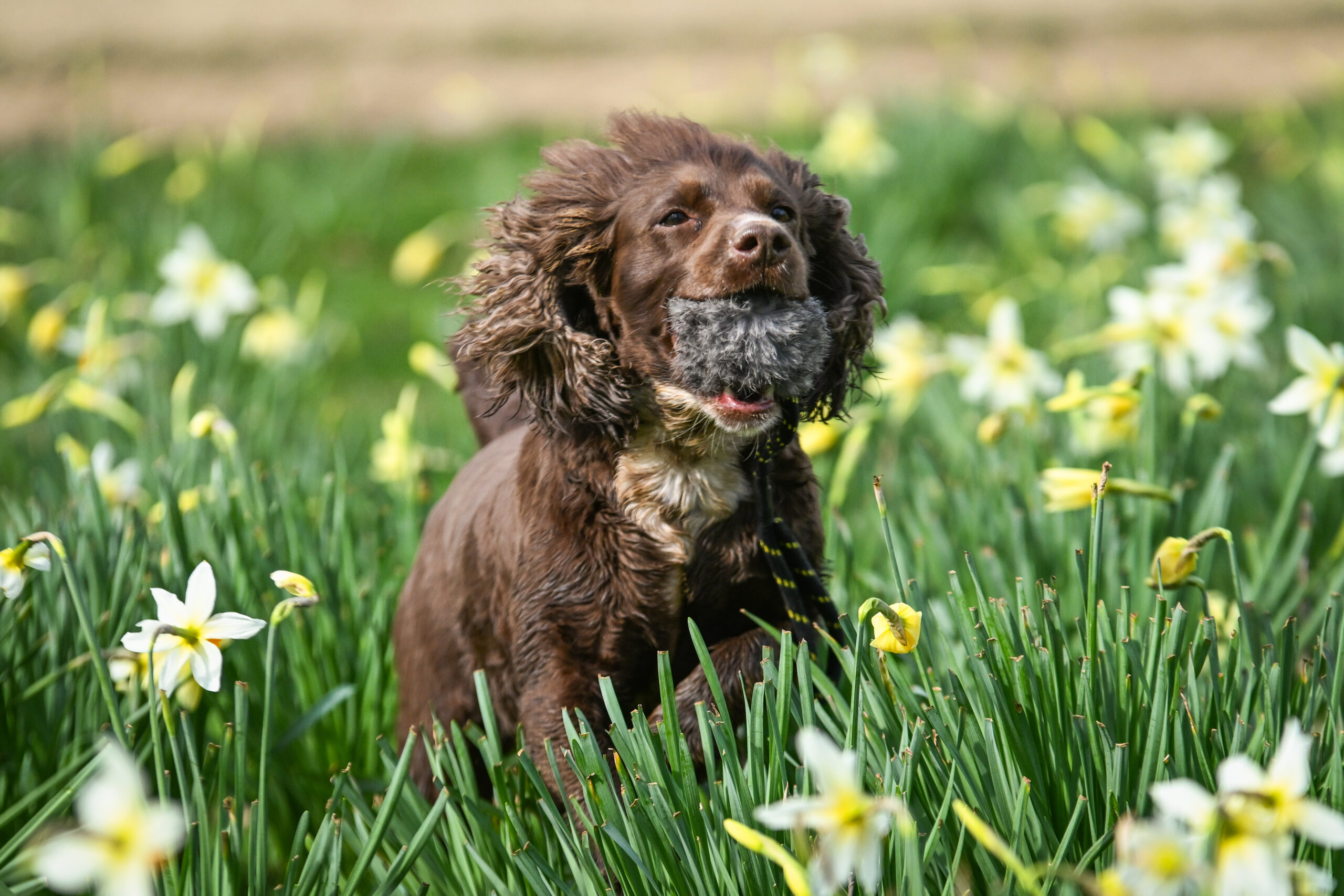 BG Scent Rabbit Ball - Image 3