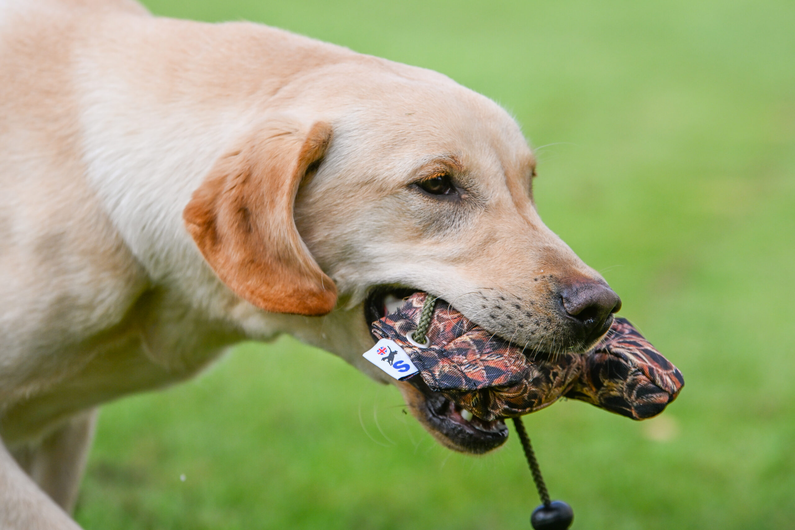 Bird Dummy Mini Pup Hen - Image 2
