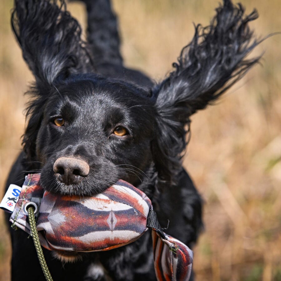 Bird Dummy Mini Pup Partridge