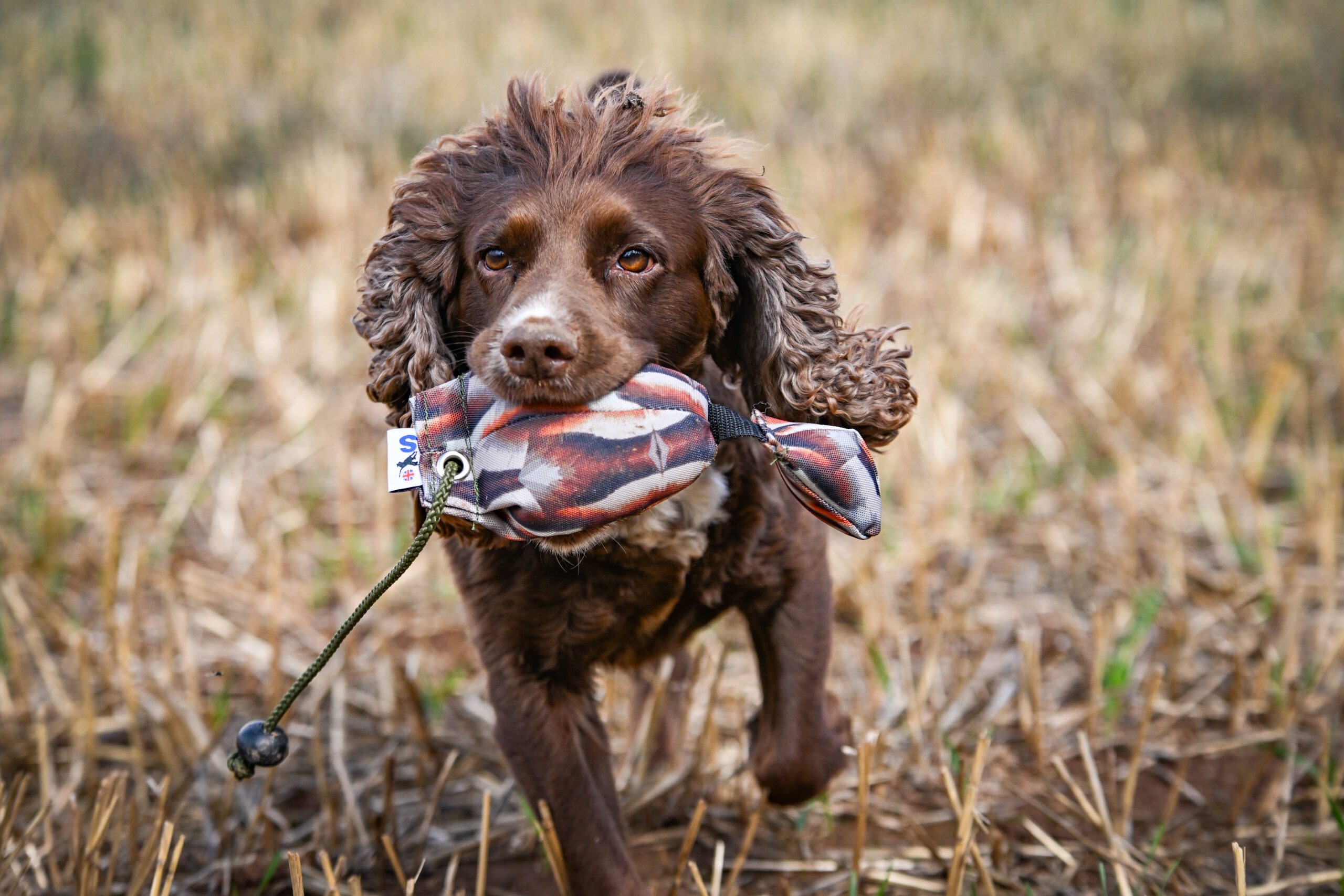 Bird Dummy Mini Pup Partridge - Image 3