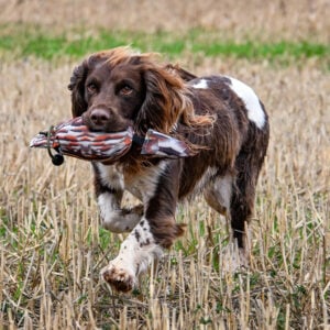 Bird Dummy Partridge - M - Image 3
