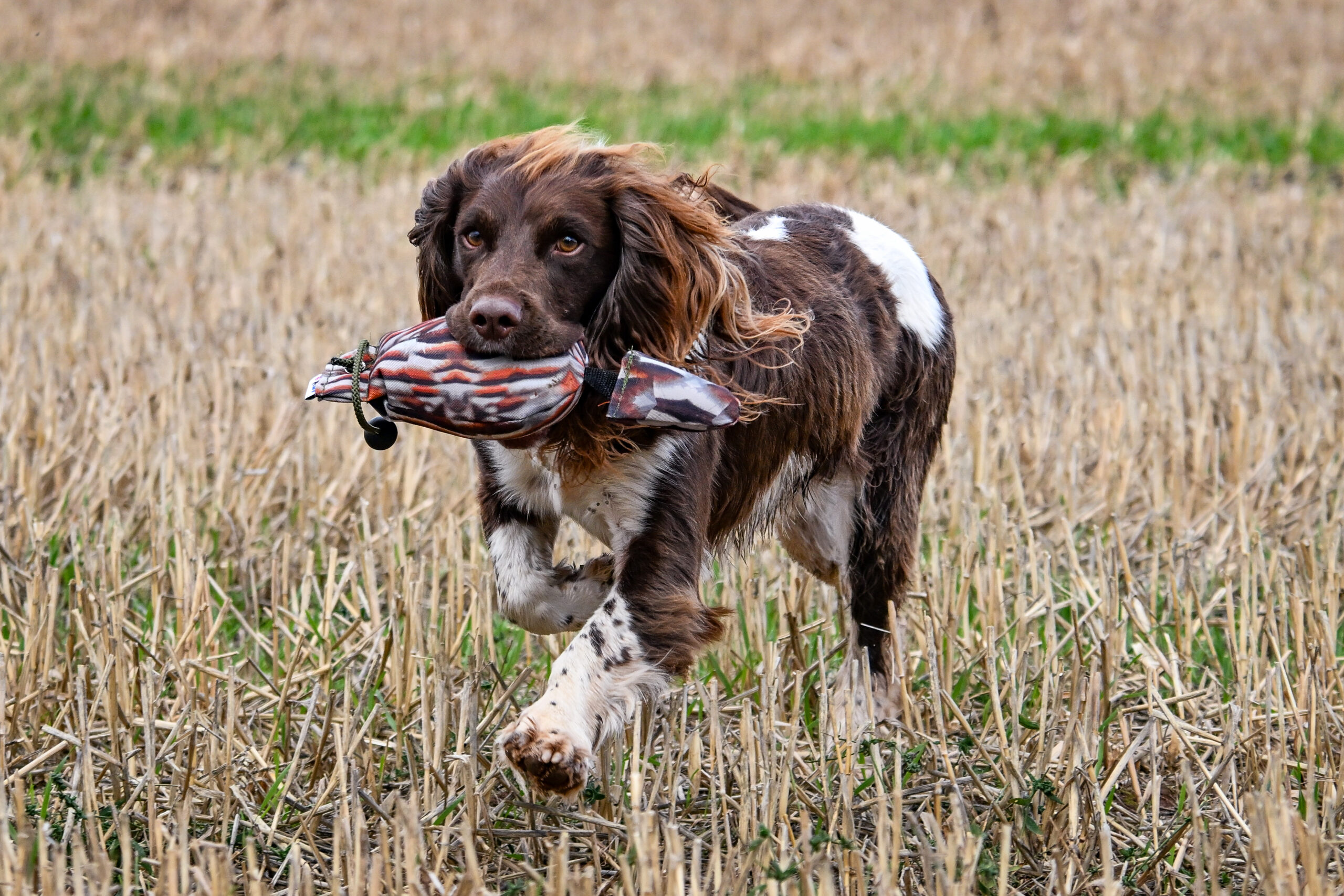 Bird Dummy Partridge - M - Image 3