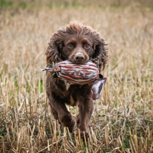 Bird Dummy Partridge - M - Image 2