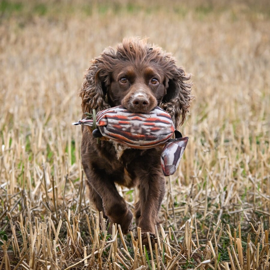 Bird Dummy Partridge - M