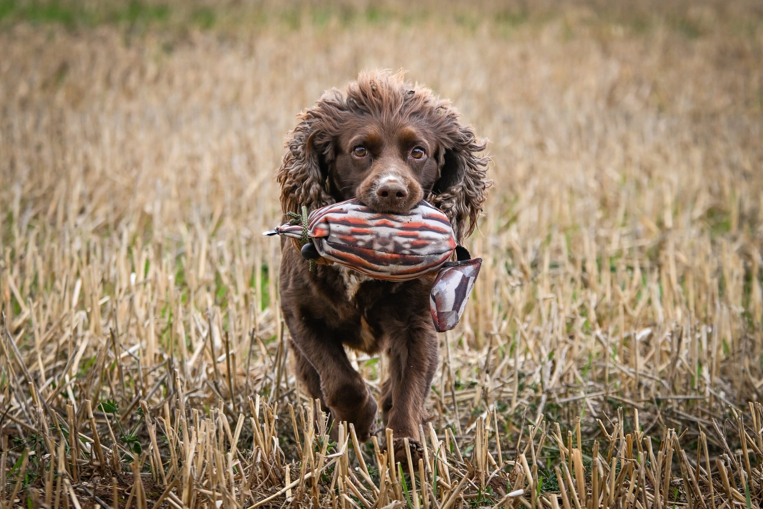 Bird Dummy Partridge - M - Image 2