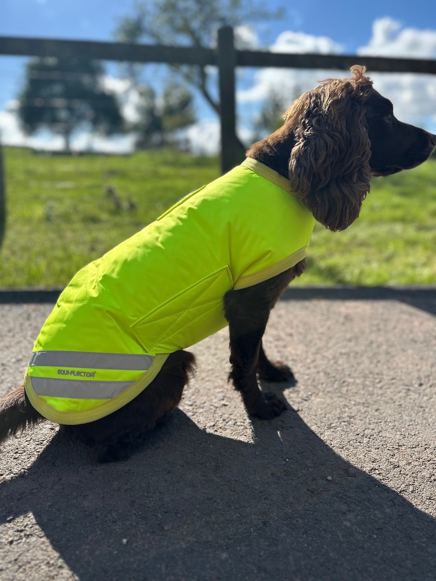 The Equiflector Dog Coat - Waterproof & Insulated - Image 2
