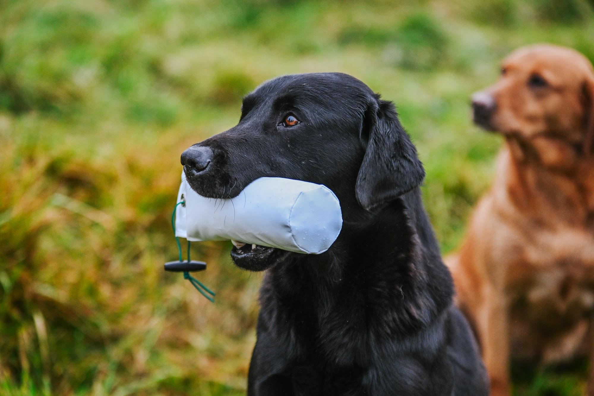 Canvas Dummy Thumbnail