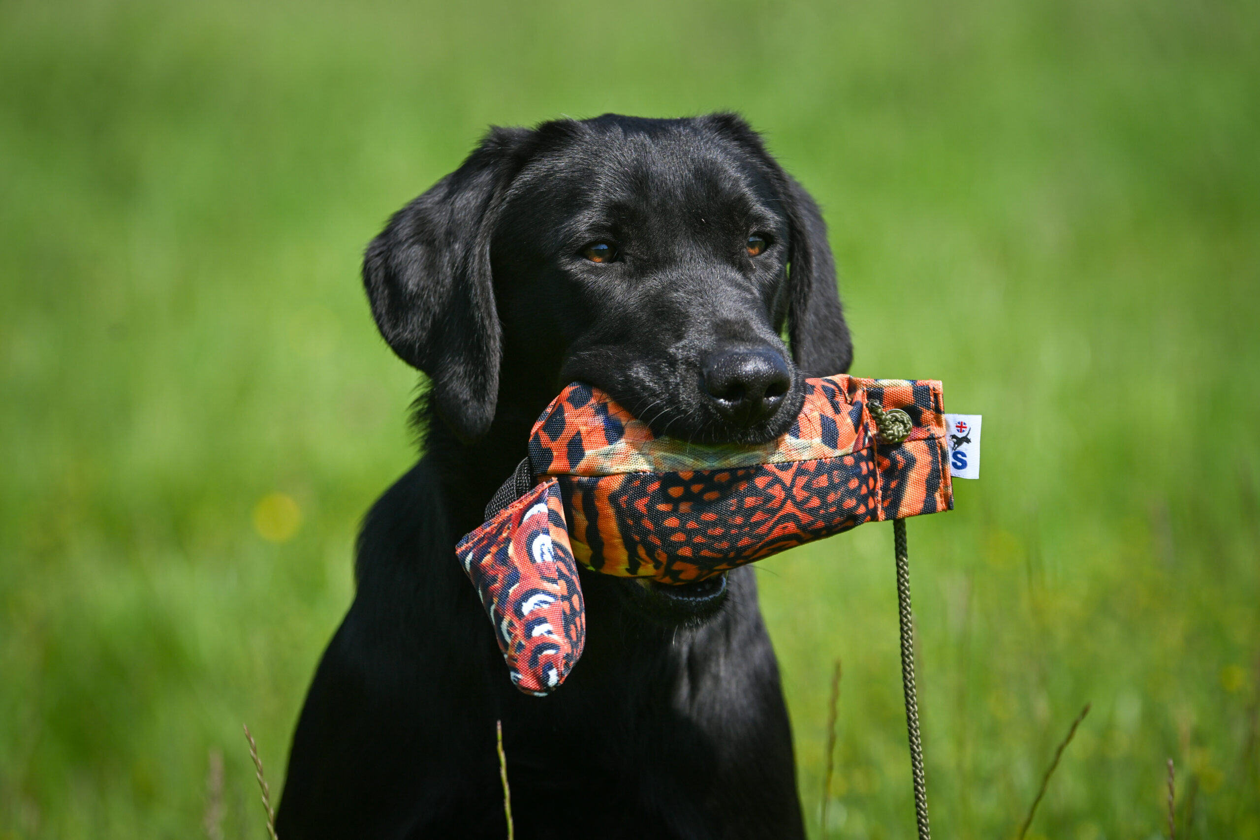 Bird Dummy Cock Pheasant - M - Image 2