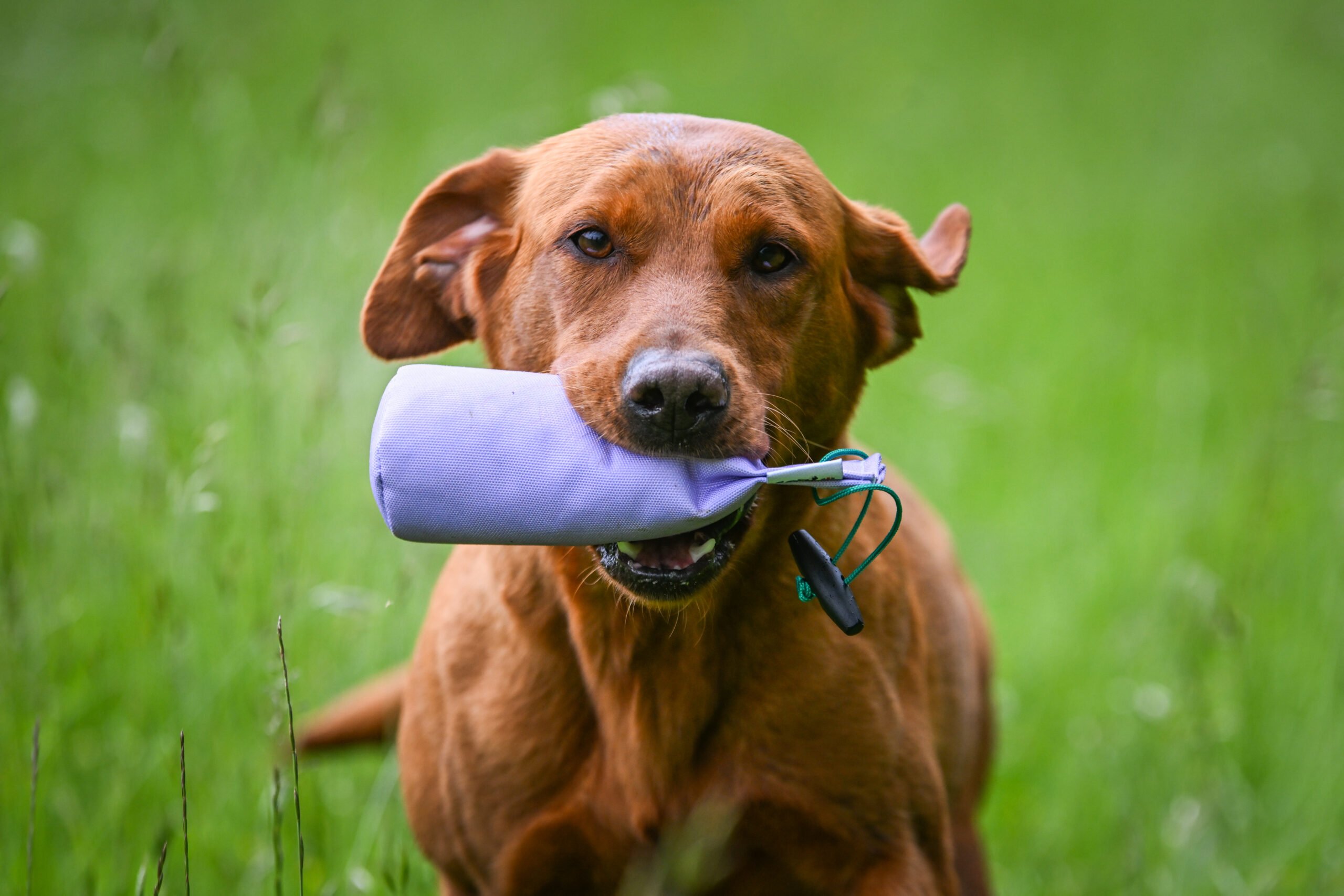 1/2lb Dummy Range Thumbnail