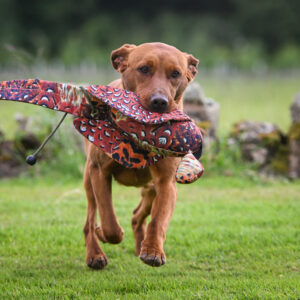 LITE Dead Bird - Cock Pheasant - Image 2