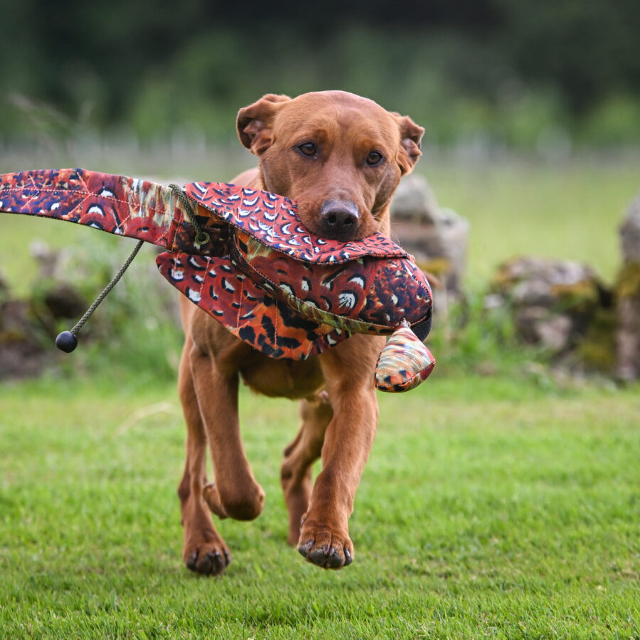 LITE Dead Bird - Cock Pheasant