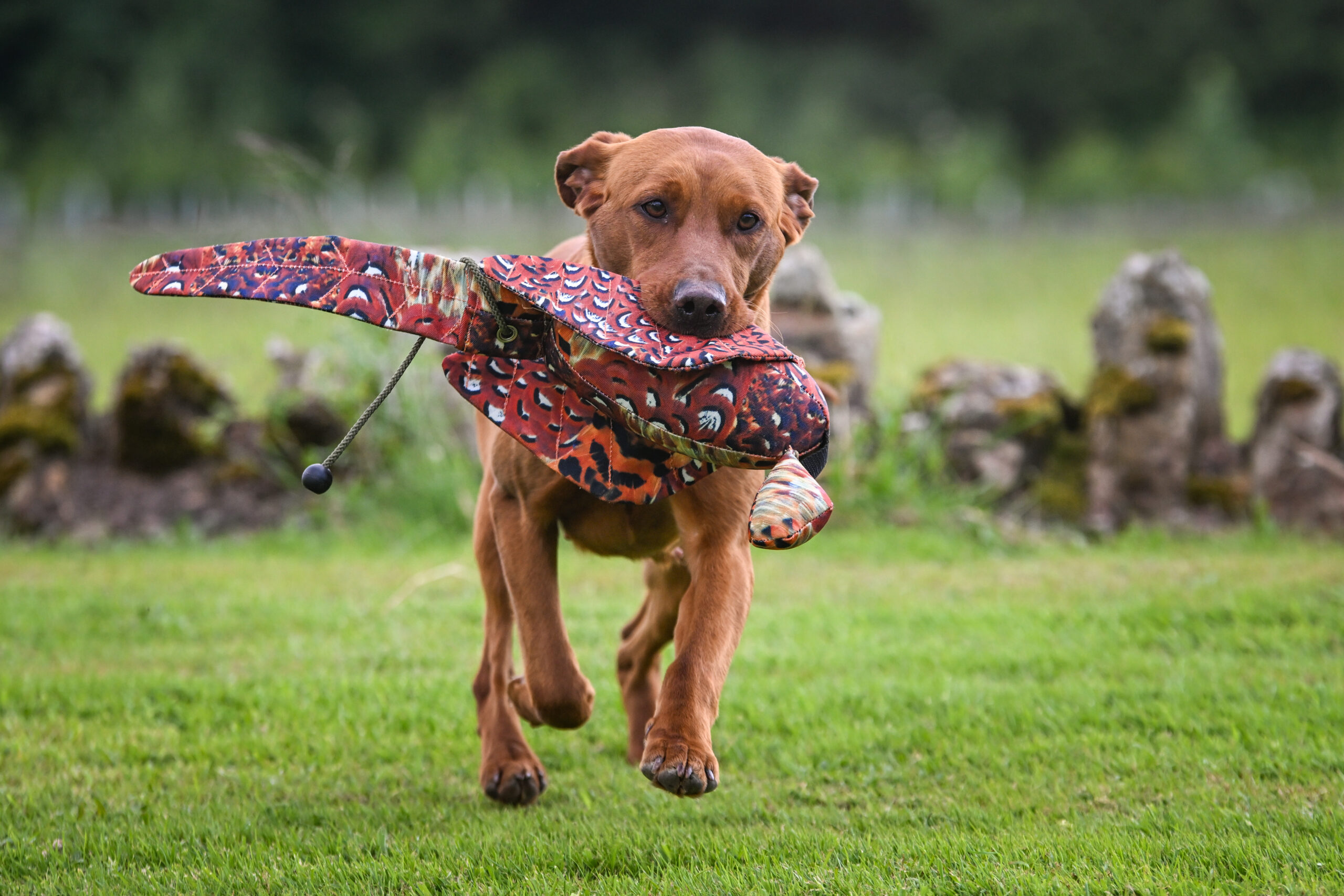 LITE Dead Bird - Cock Pheasant - Image 2