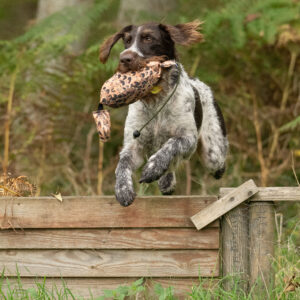 Bird Dummy Hen - L - Image 4