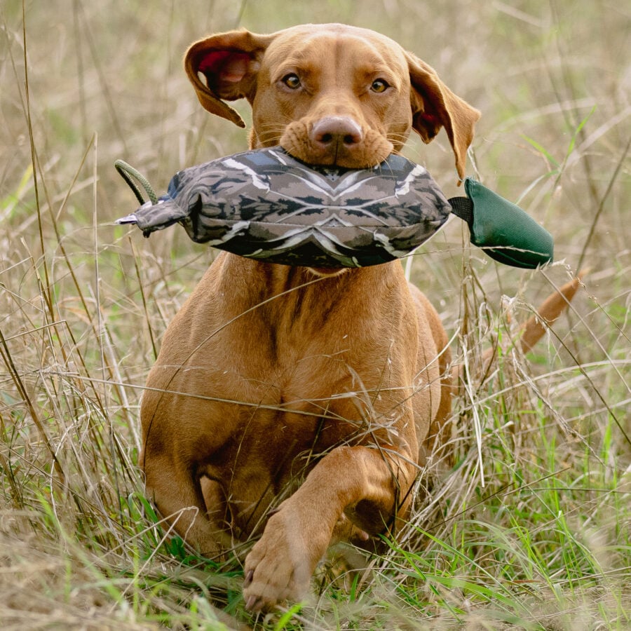 Bird Dummy Mallard - L