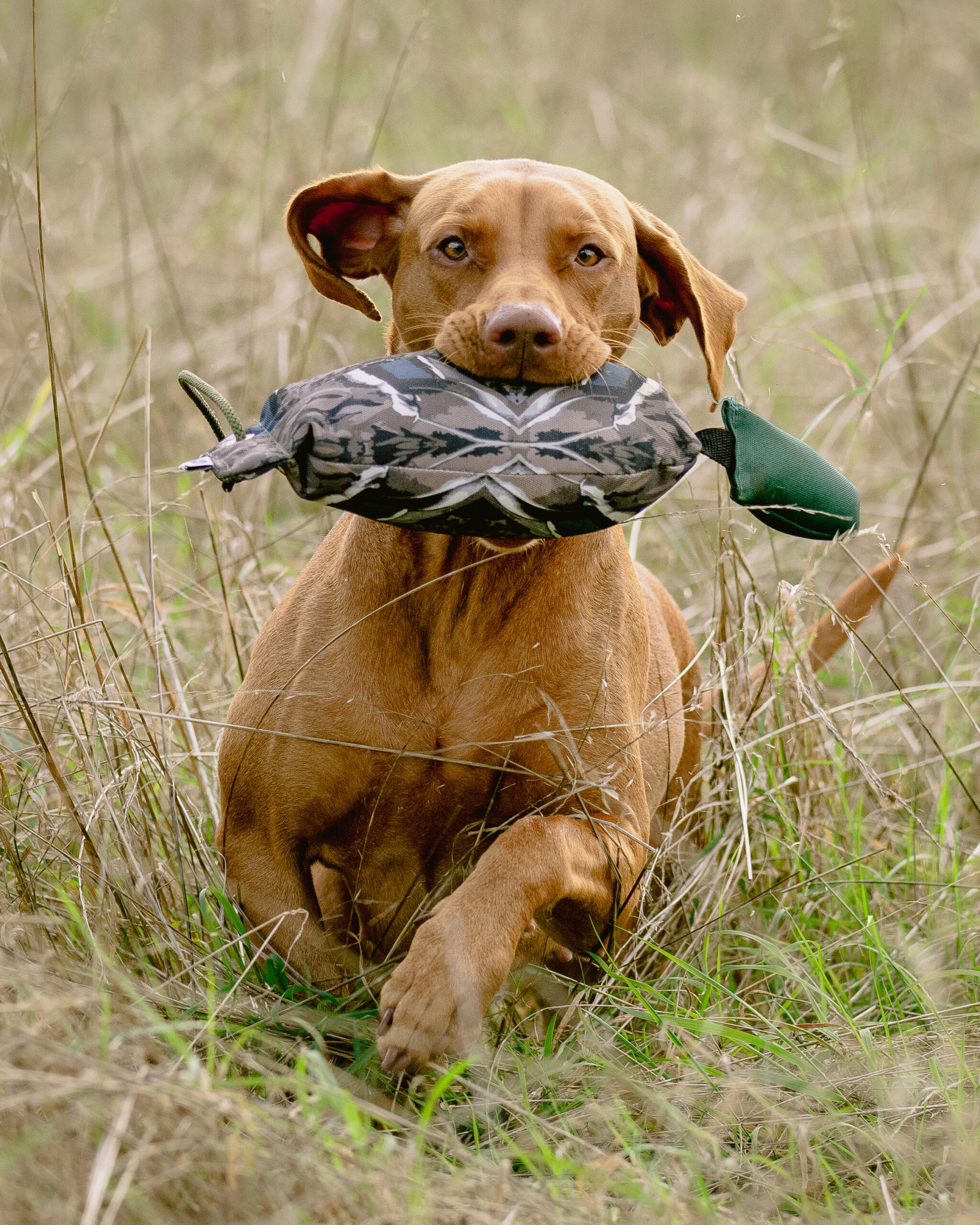 Bird Dummy Mallard - L - Image 2