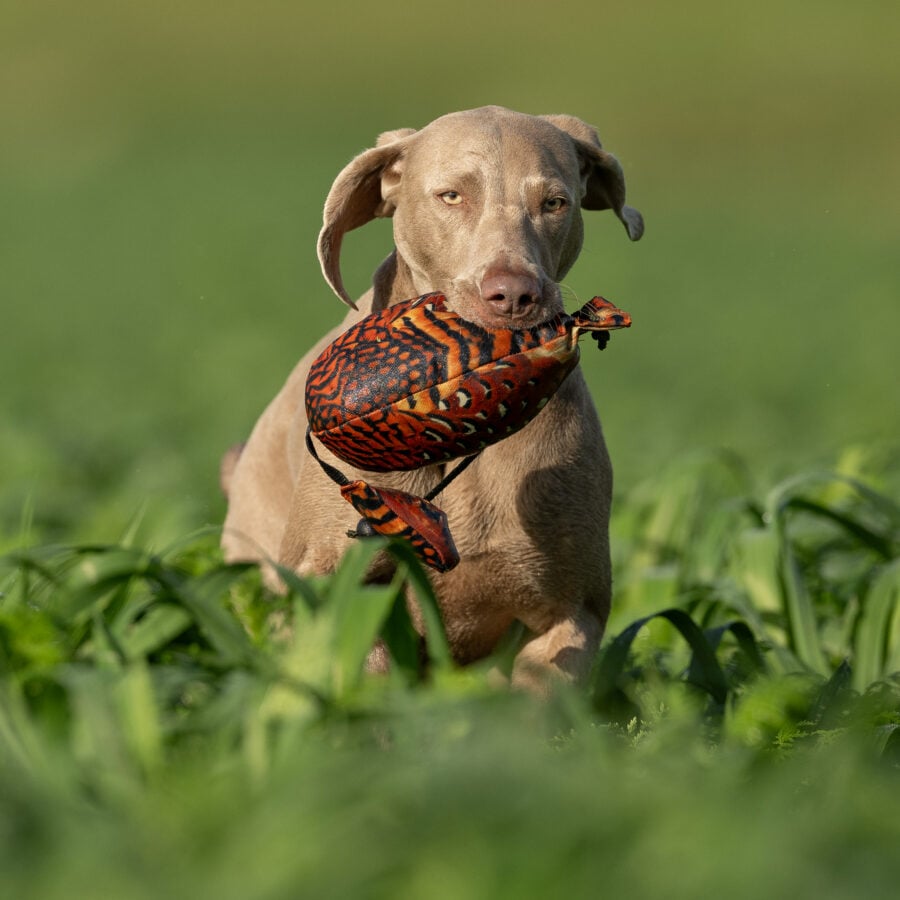 Bird Dummy Cock Pheasant - L