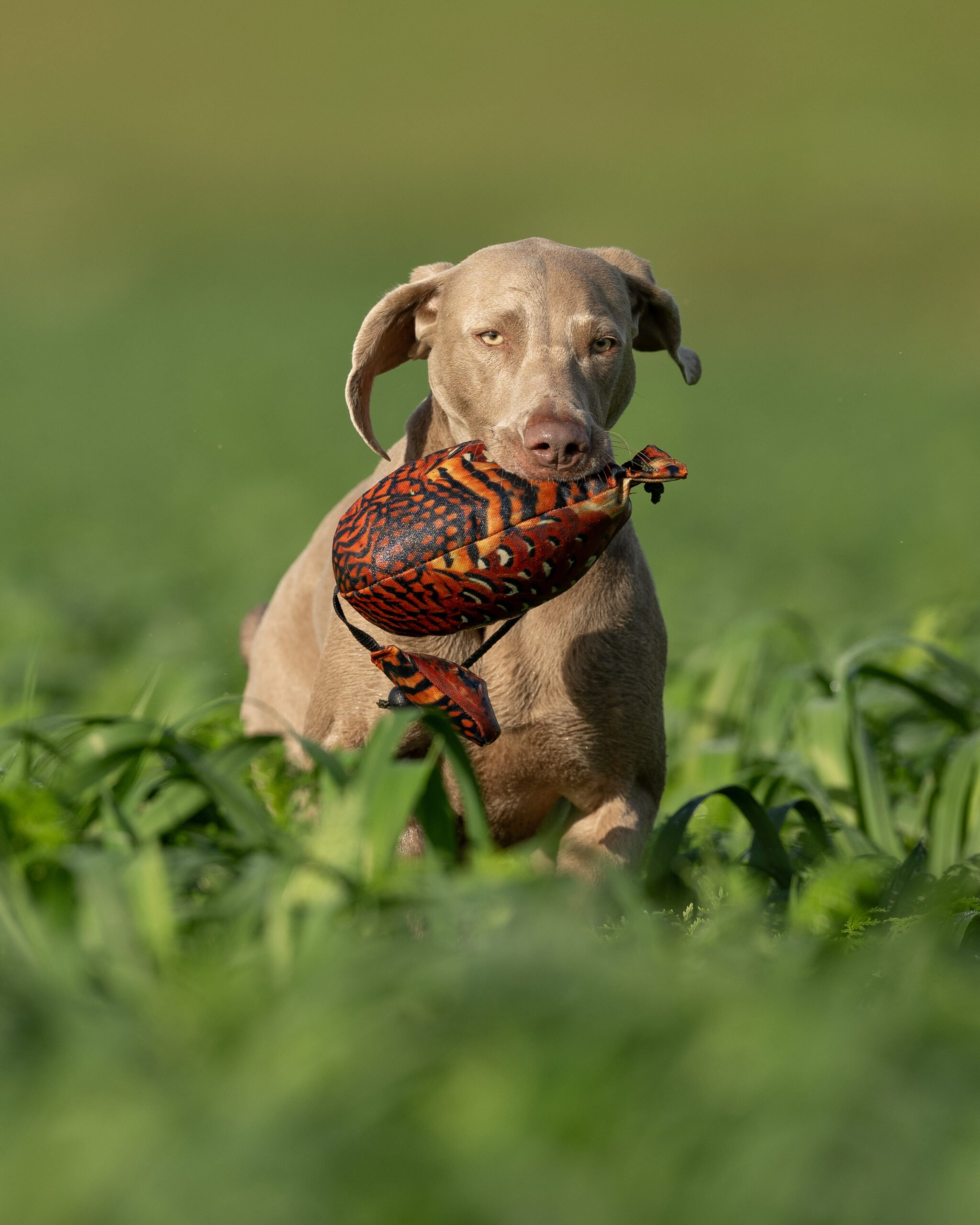 Bird Dummy Cock Pheasant - L - Image 2