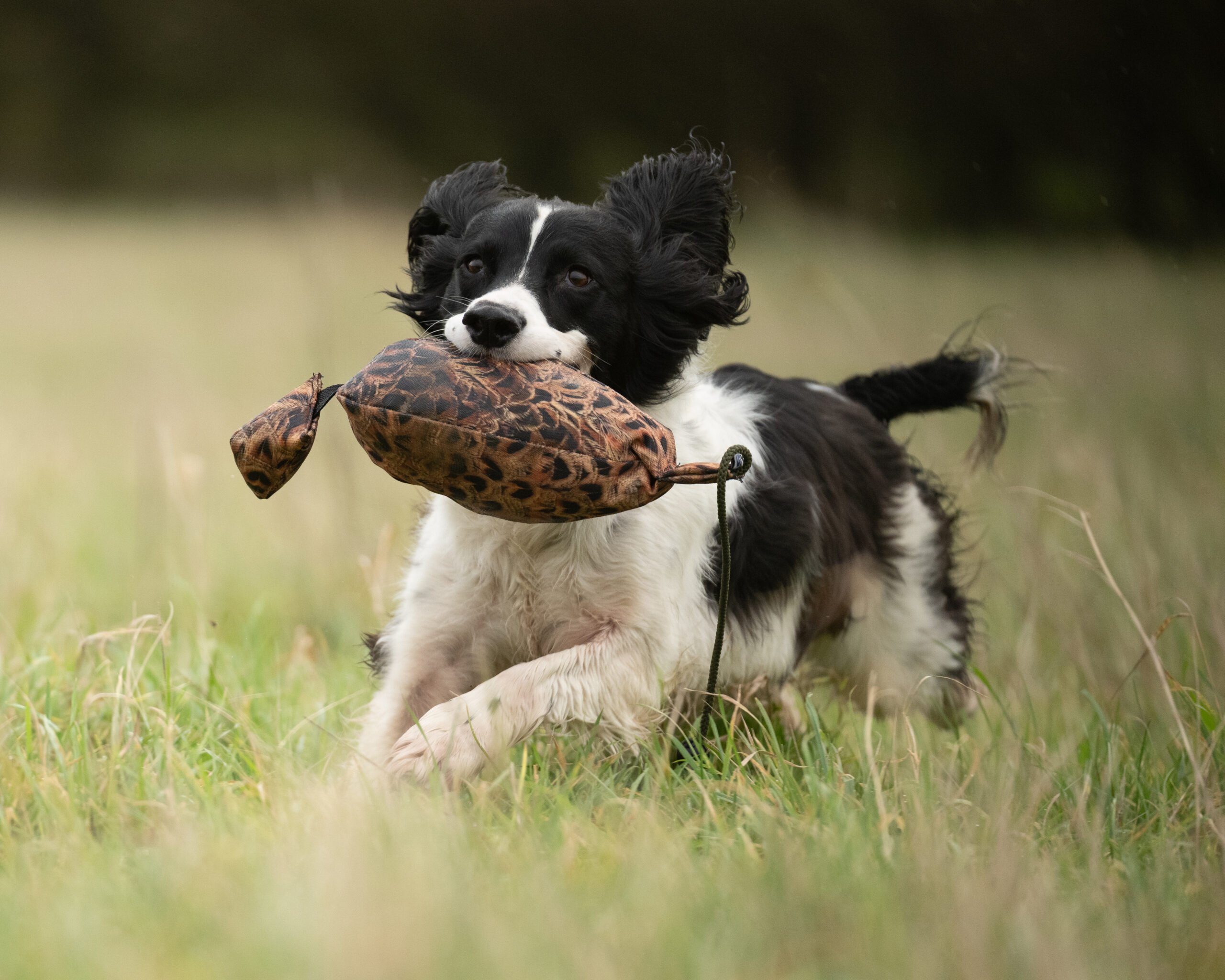 Bird Dummy Hen - L - Image 3