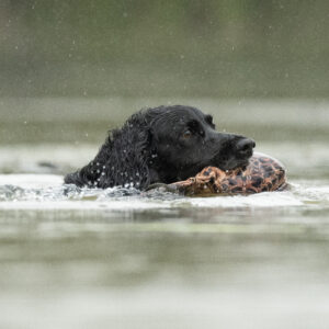 Bird Dummy Hen - L - Image 2