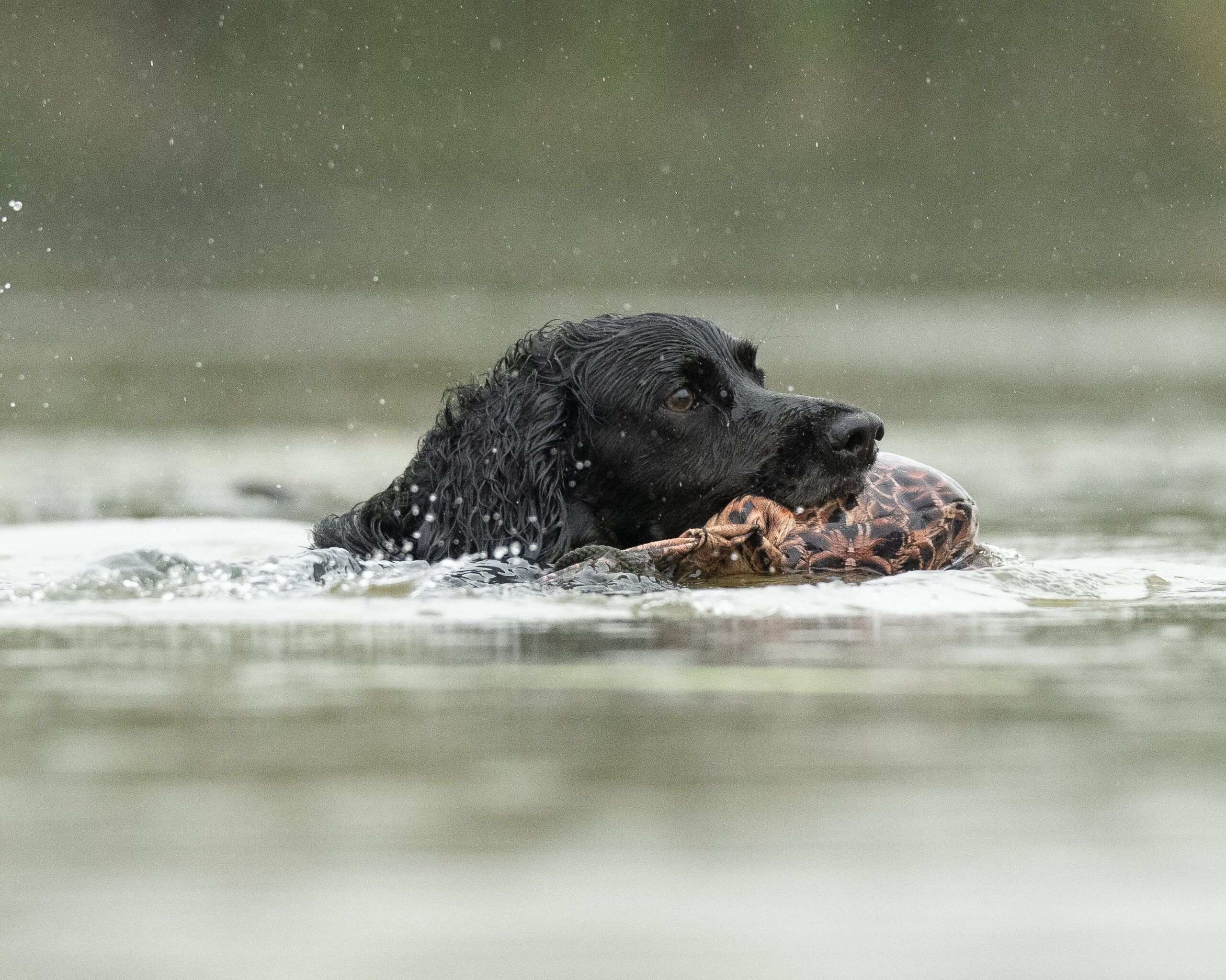 Bird Dummy Hen - L - Image 2