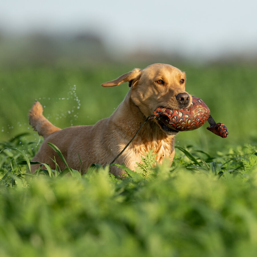 Bird Dummy Cock Pheasant - L