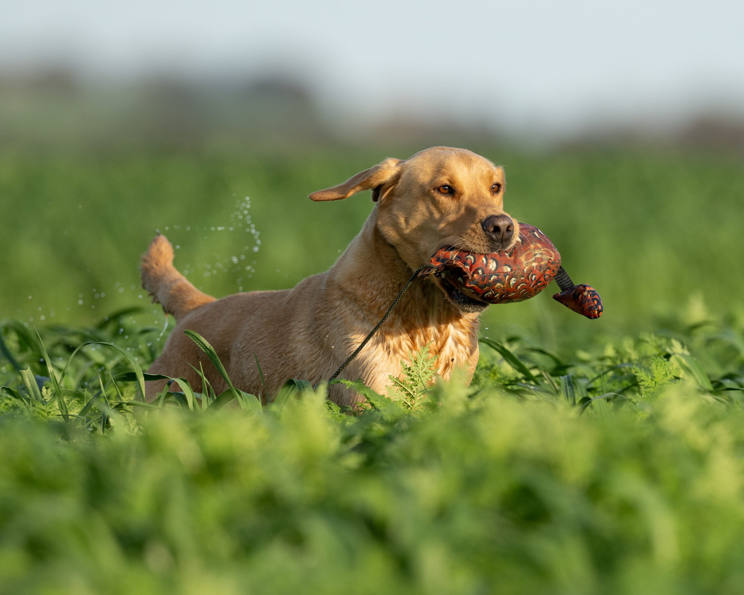 Bird Dummy Cock Pheasant - L - Image 3