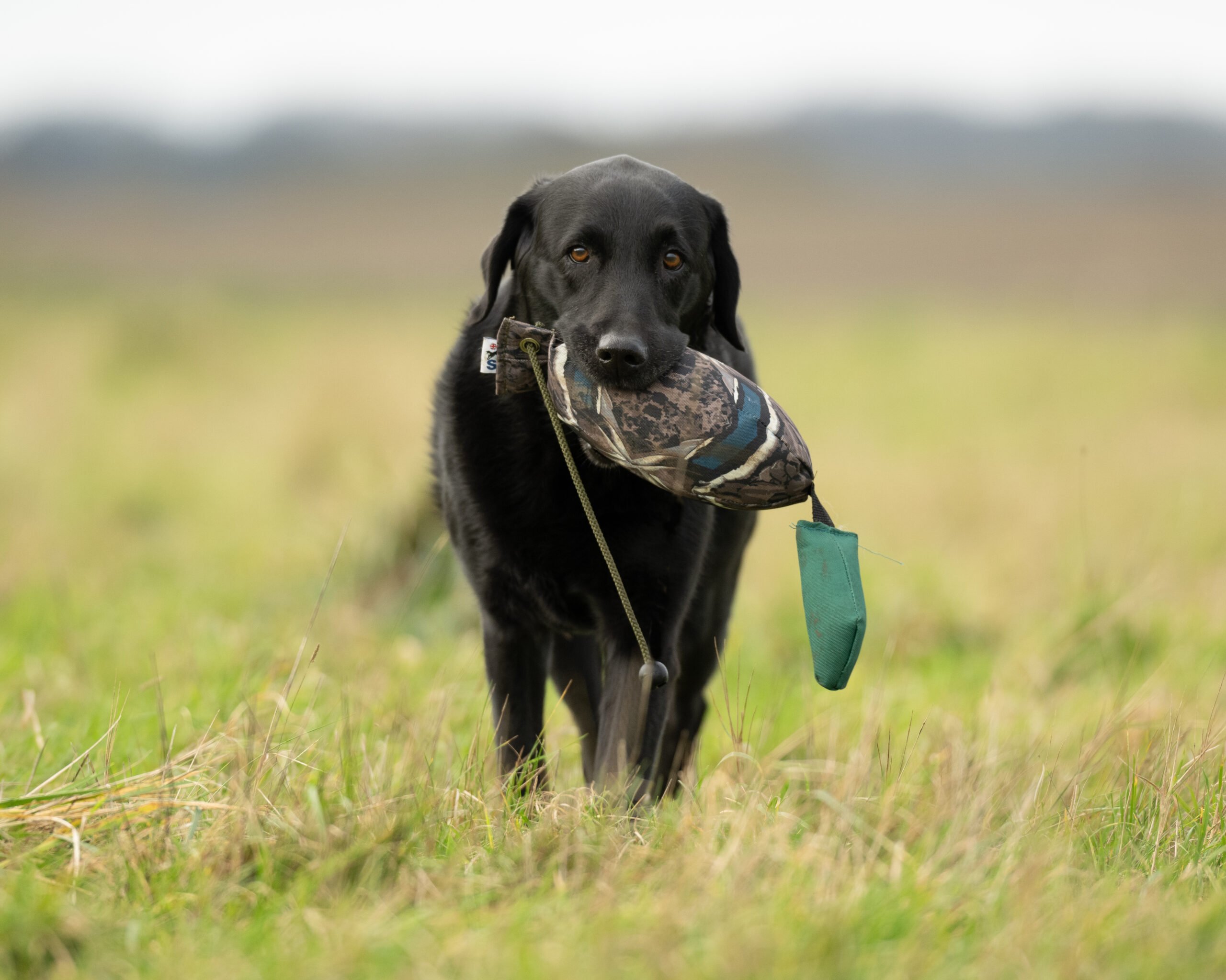 Bird Dummy Mallard - L - Image 4