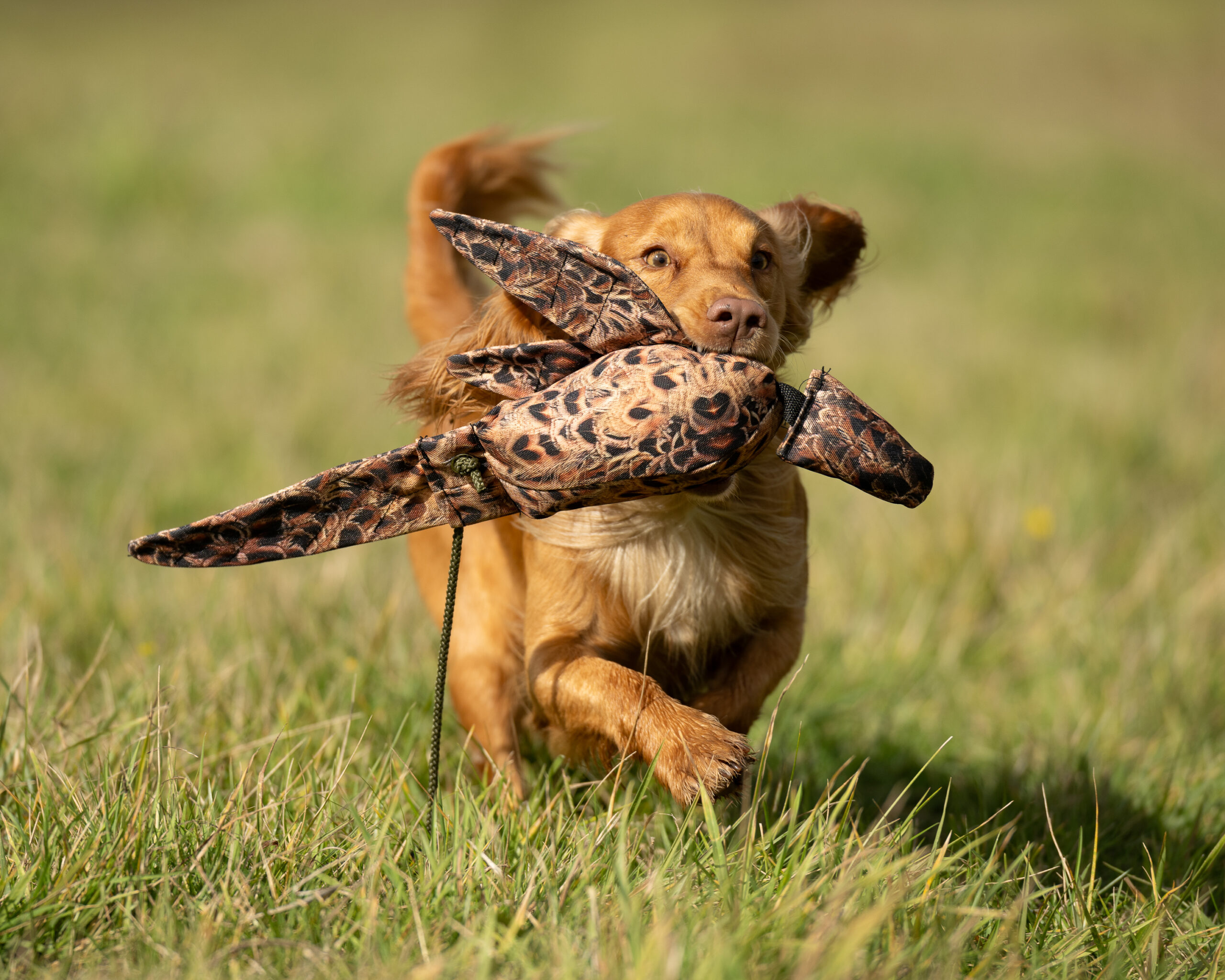 LITE Dead Bird - Hen Pheasant - Image 2