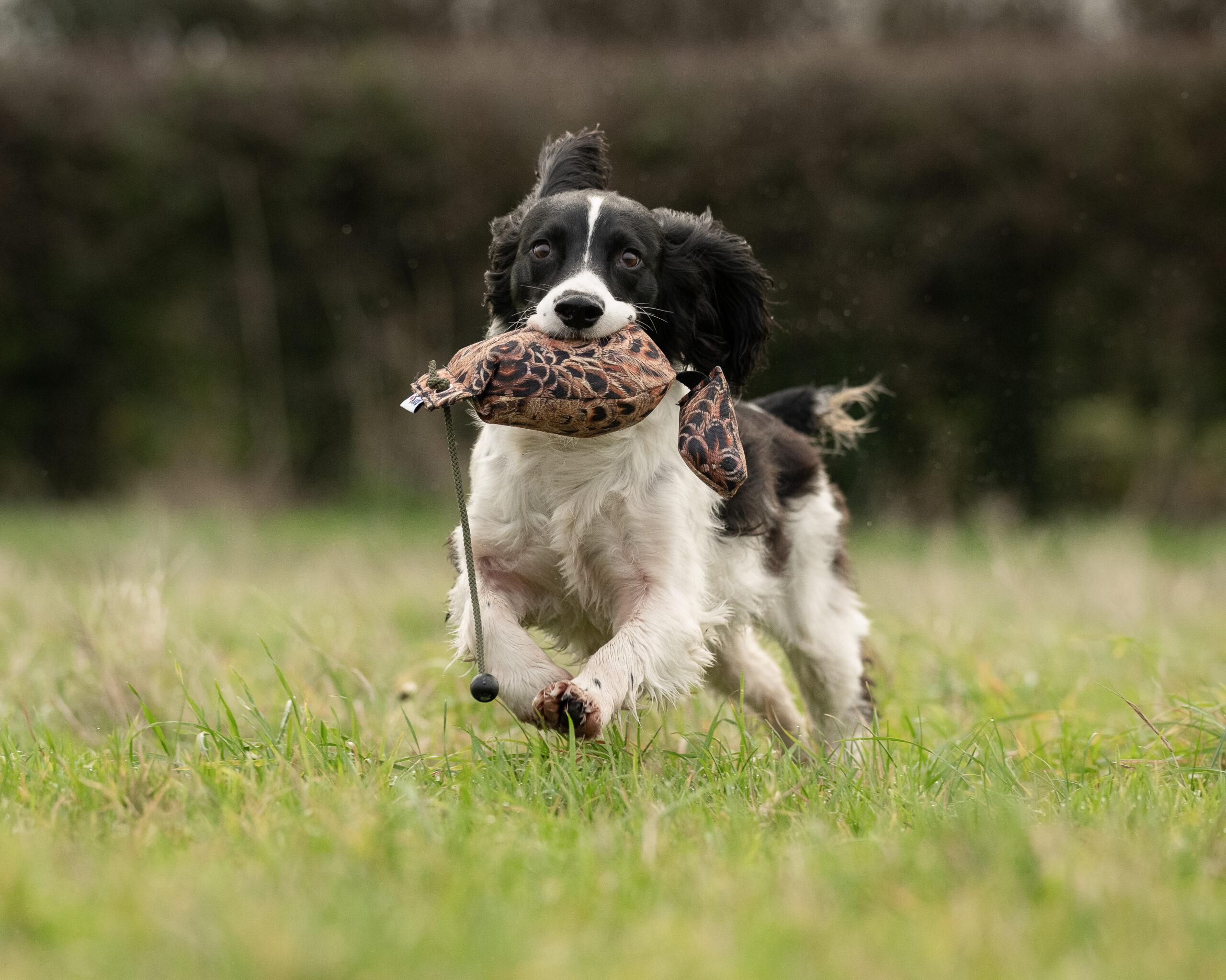 Bird Dummy Hen - M - Image 3