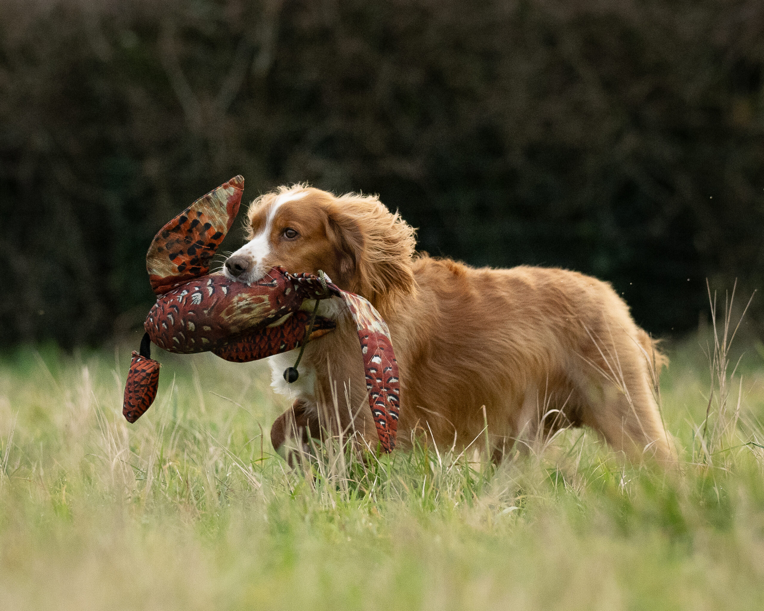 LITE Dead Bird - Cock Pheasant - Image 3