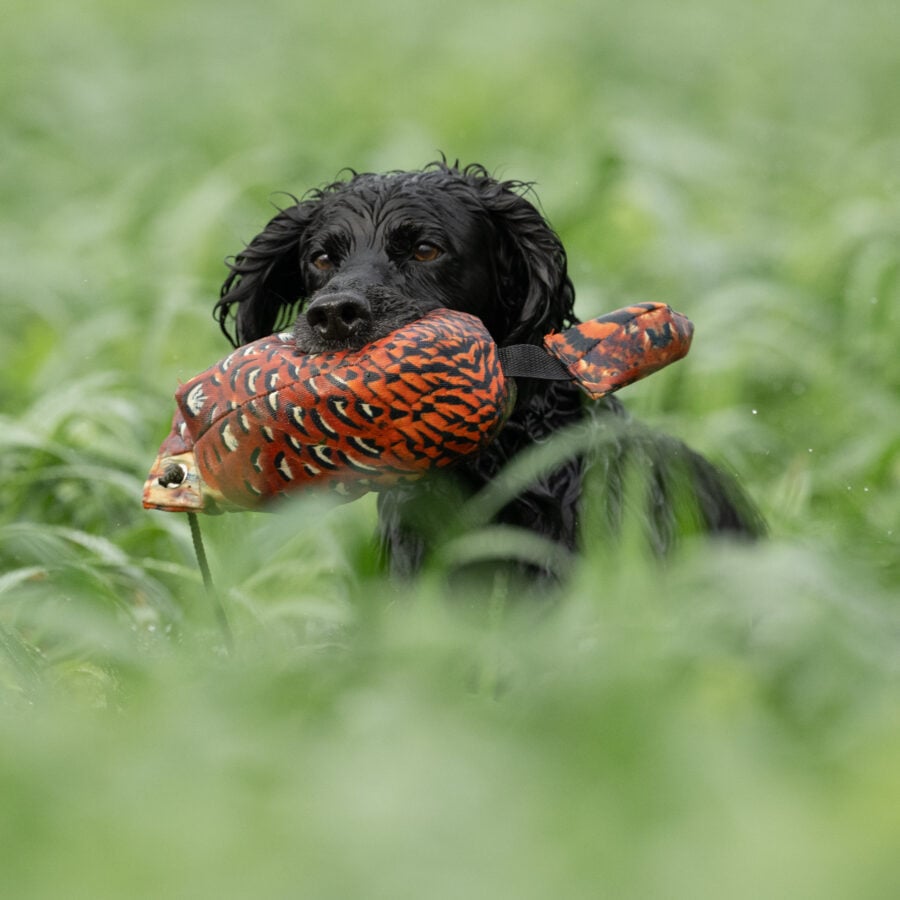 Bird Dummy Cock Pheasant - L