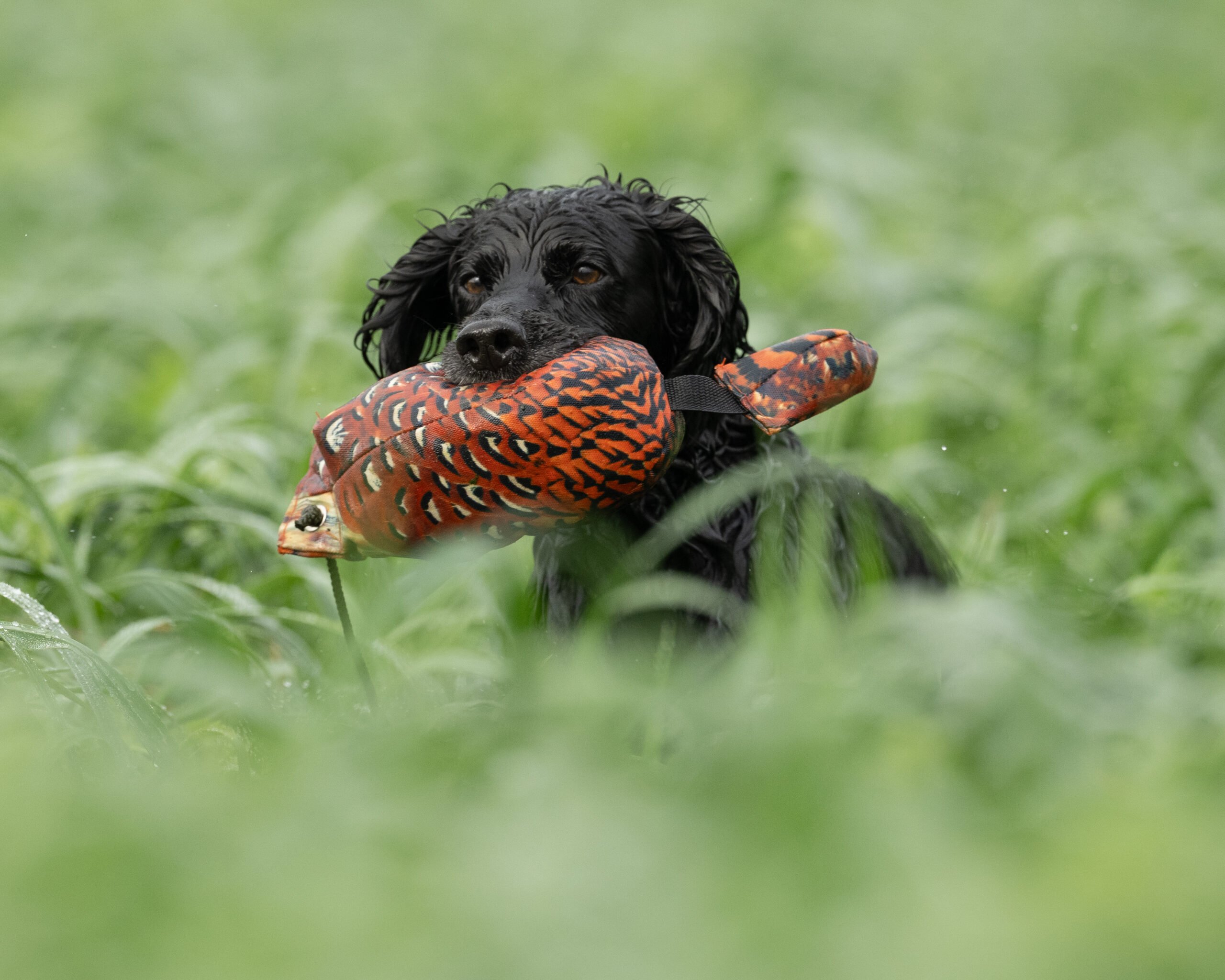 Bird Dummy Cock Pheasant - L - Image 4