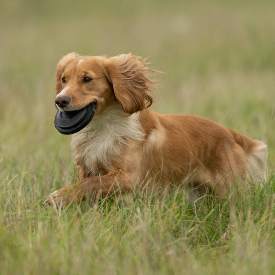 Ez-Throw 3 Clay Target Thrower
