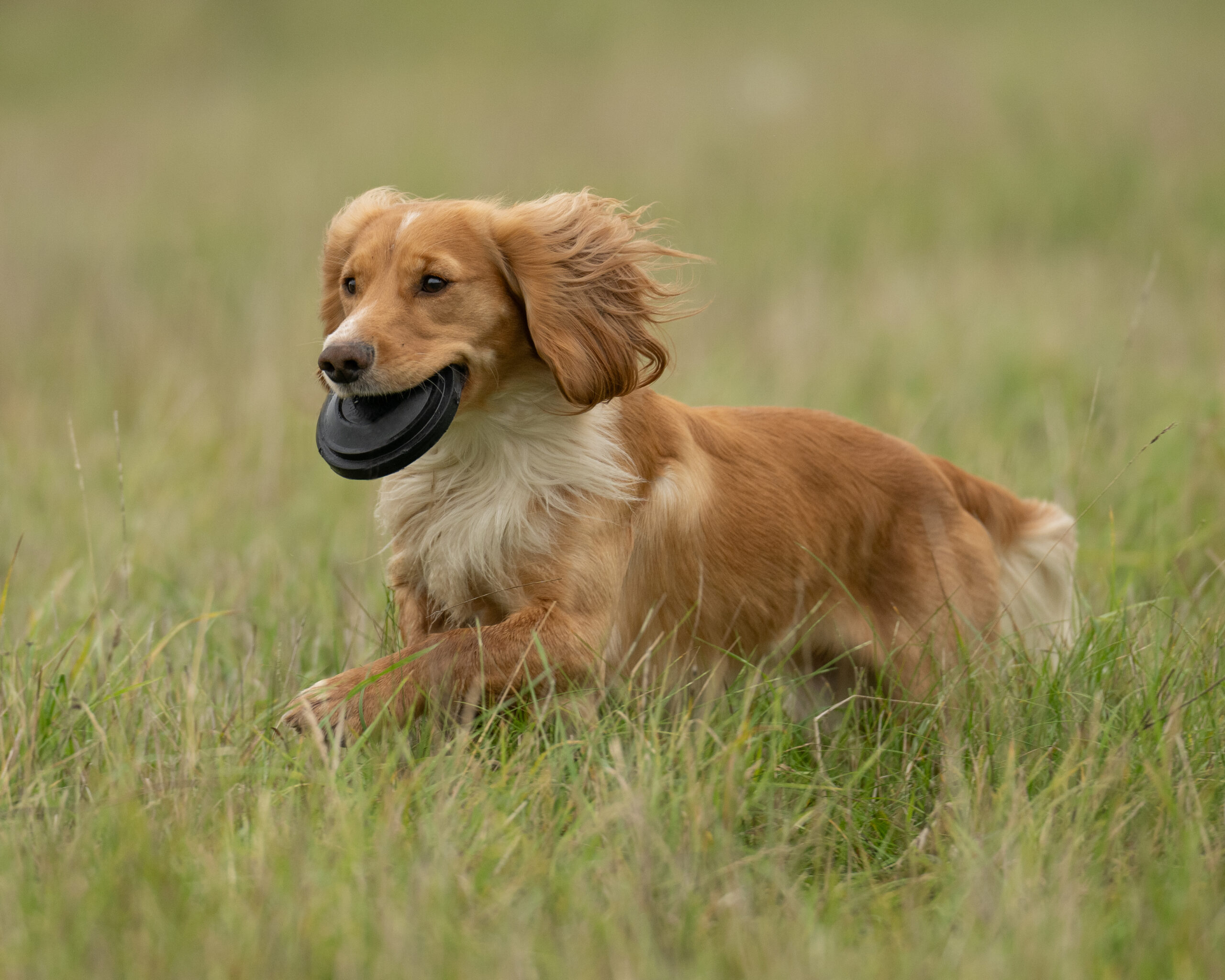 Ez-Throw 3 Clay Target Thrower - Image 3