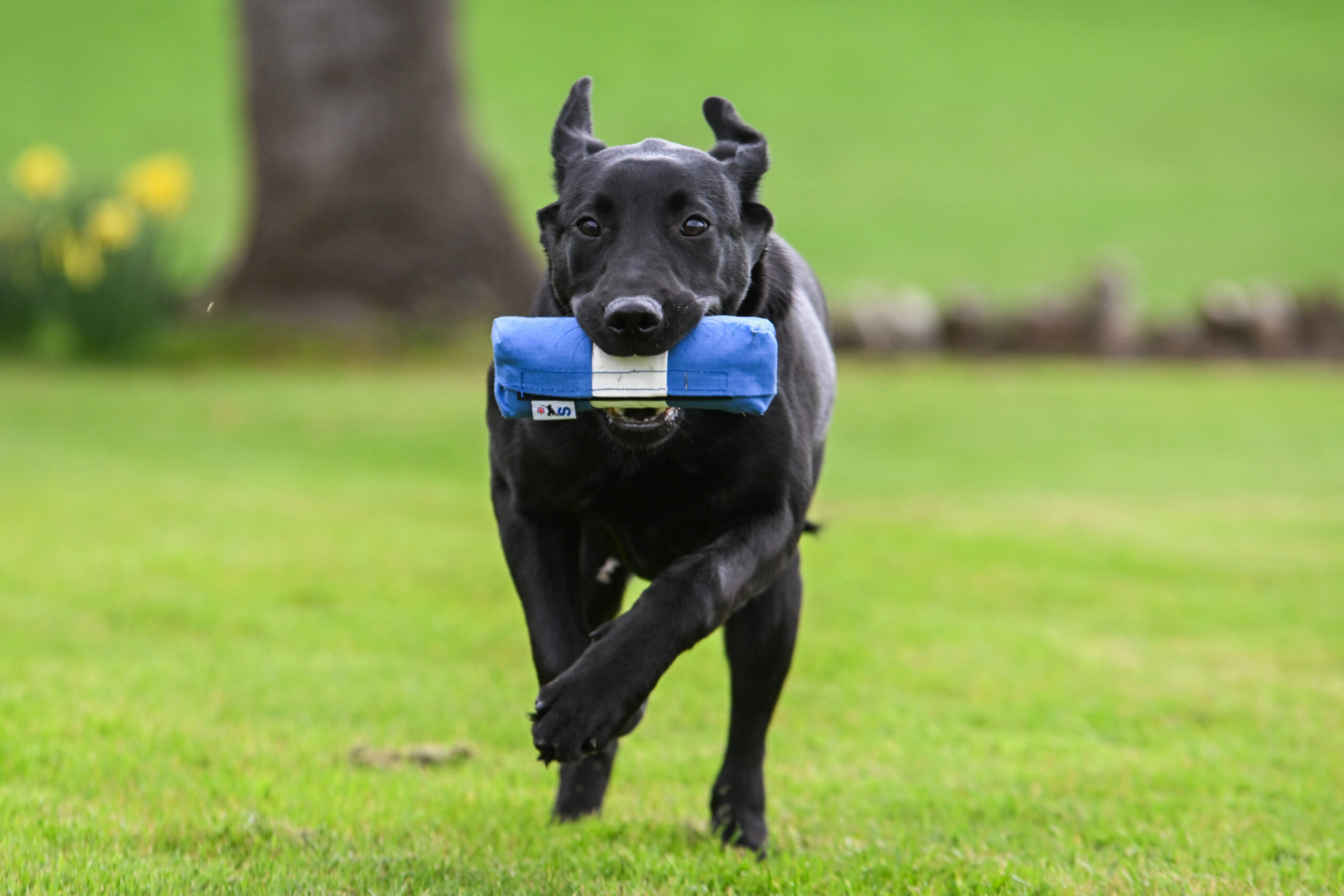 Endless Dummy - Blue & White 1/2lb - Image 3