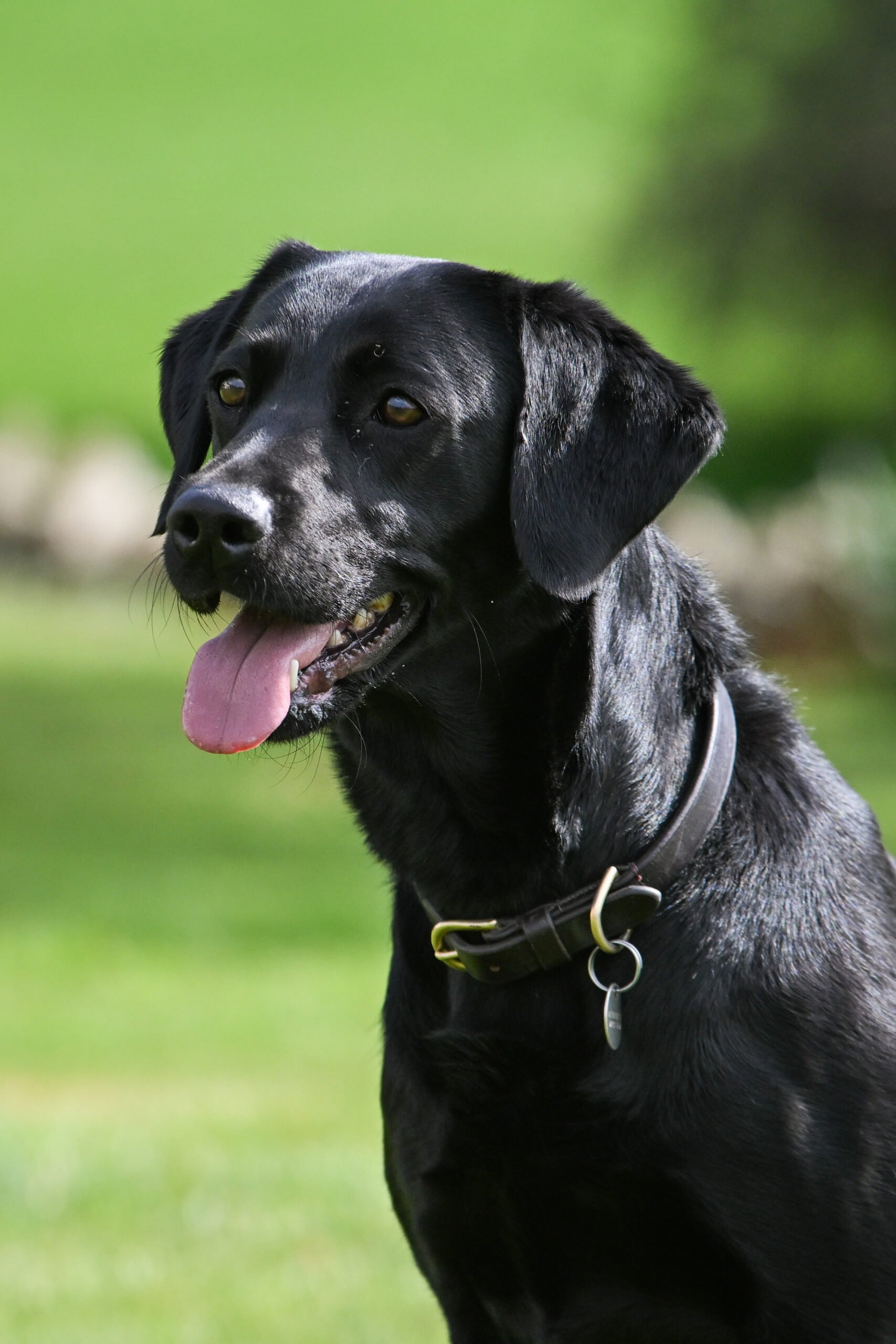 Leather Collars - Image 4