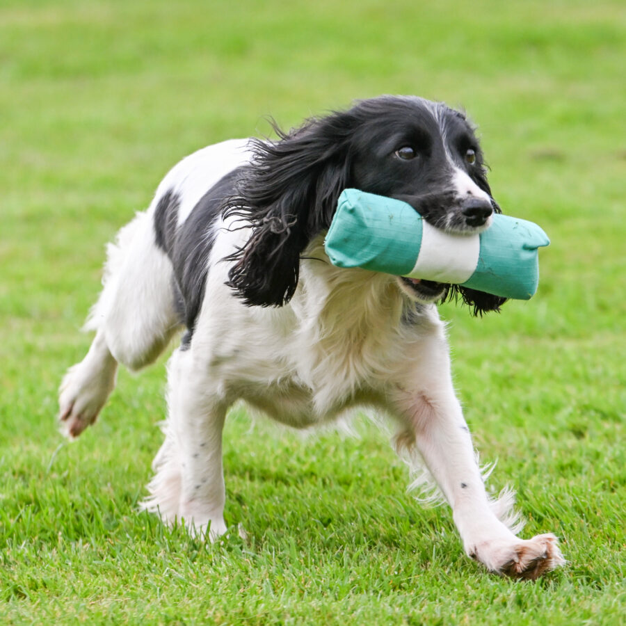 Endless Dummy - Green & White 1/2lb