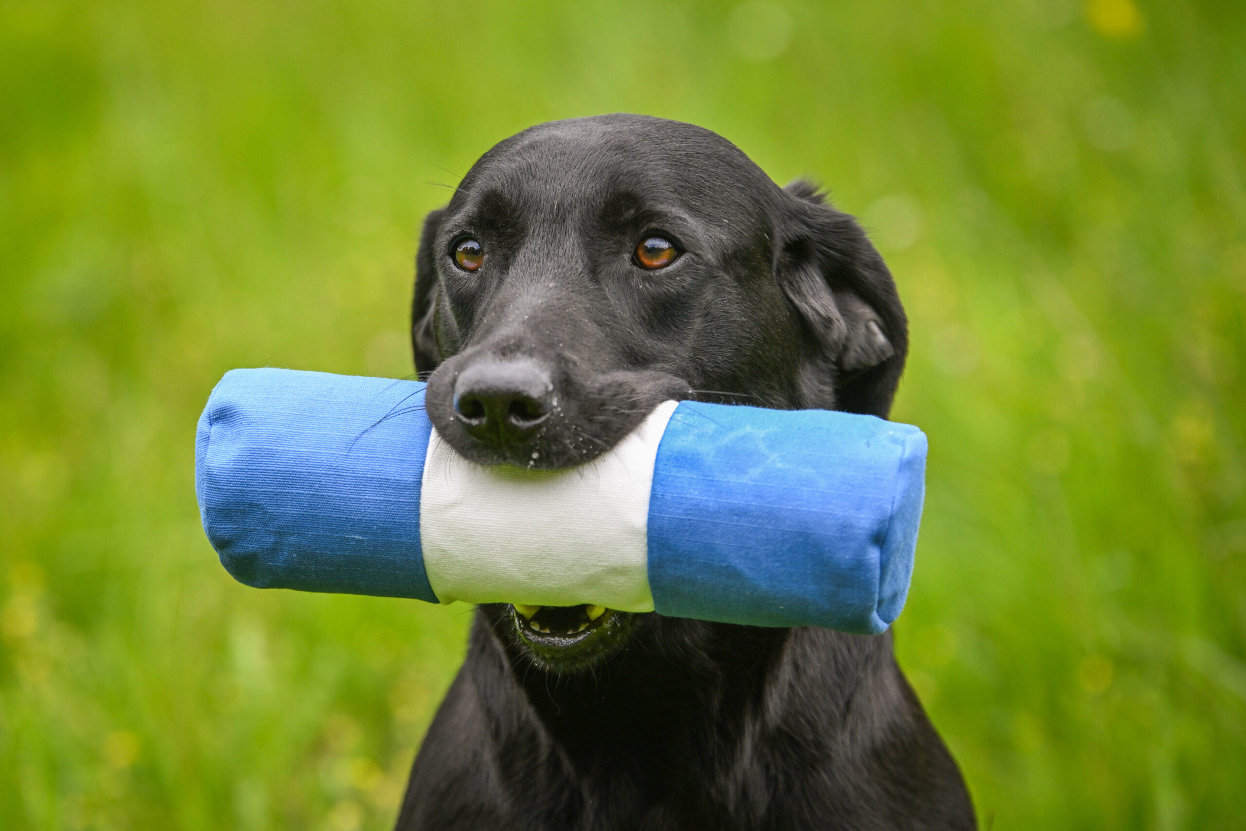 Endless Dummy - Target Canvas 1lb - Image 3