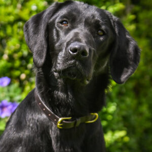 Leather Collars - Image 2