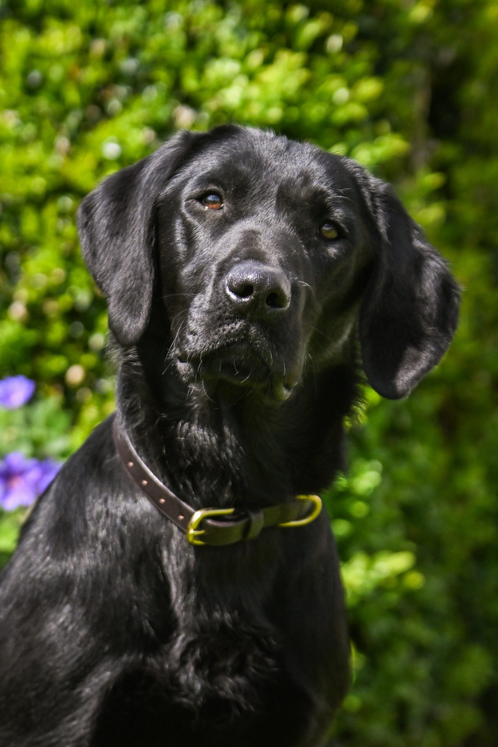 Leather Collars - Image 2