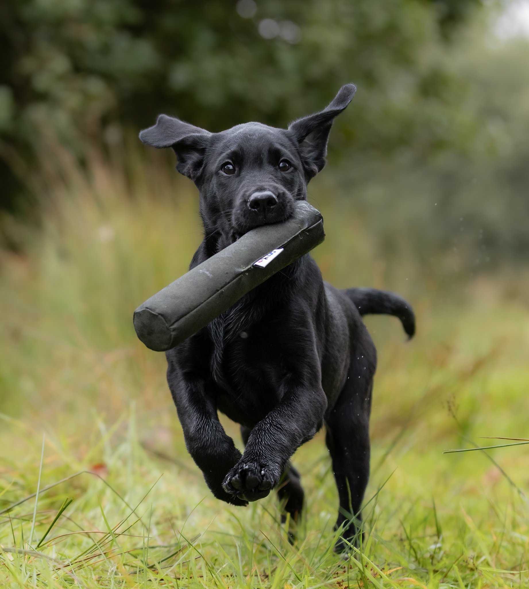 Roller Dummy - Image 3