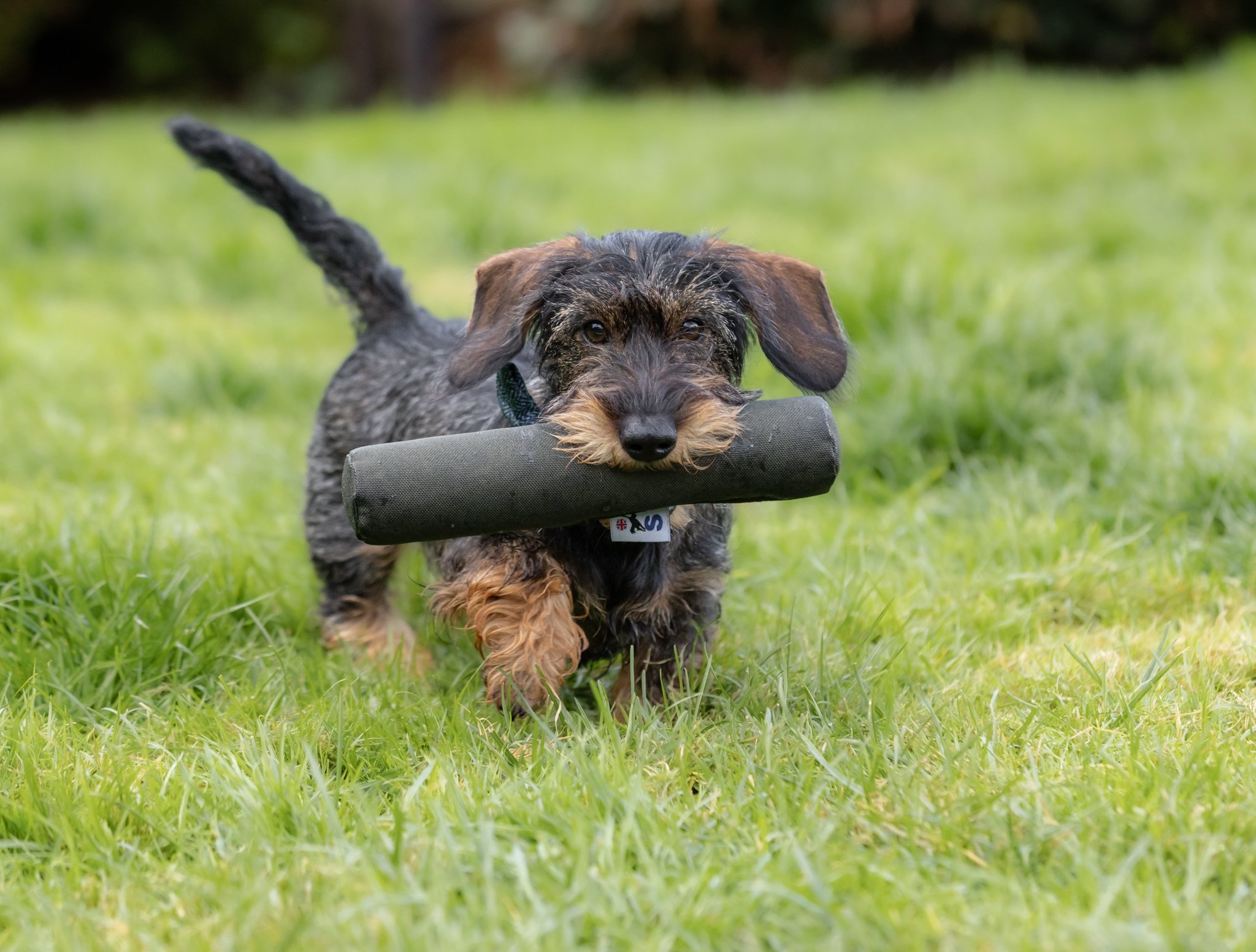 Roller Dummy - Image 3
