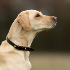 Leather Collars - Image 3