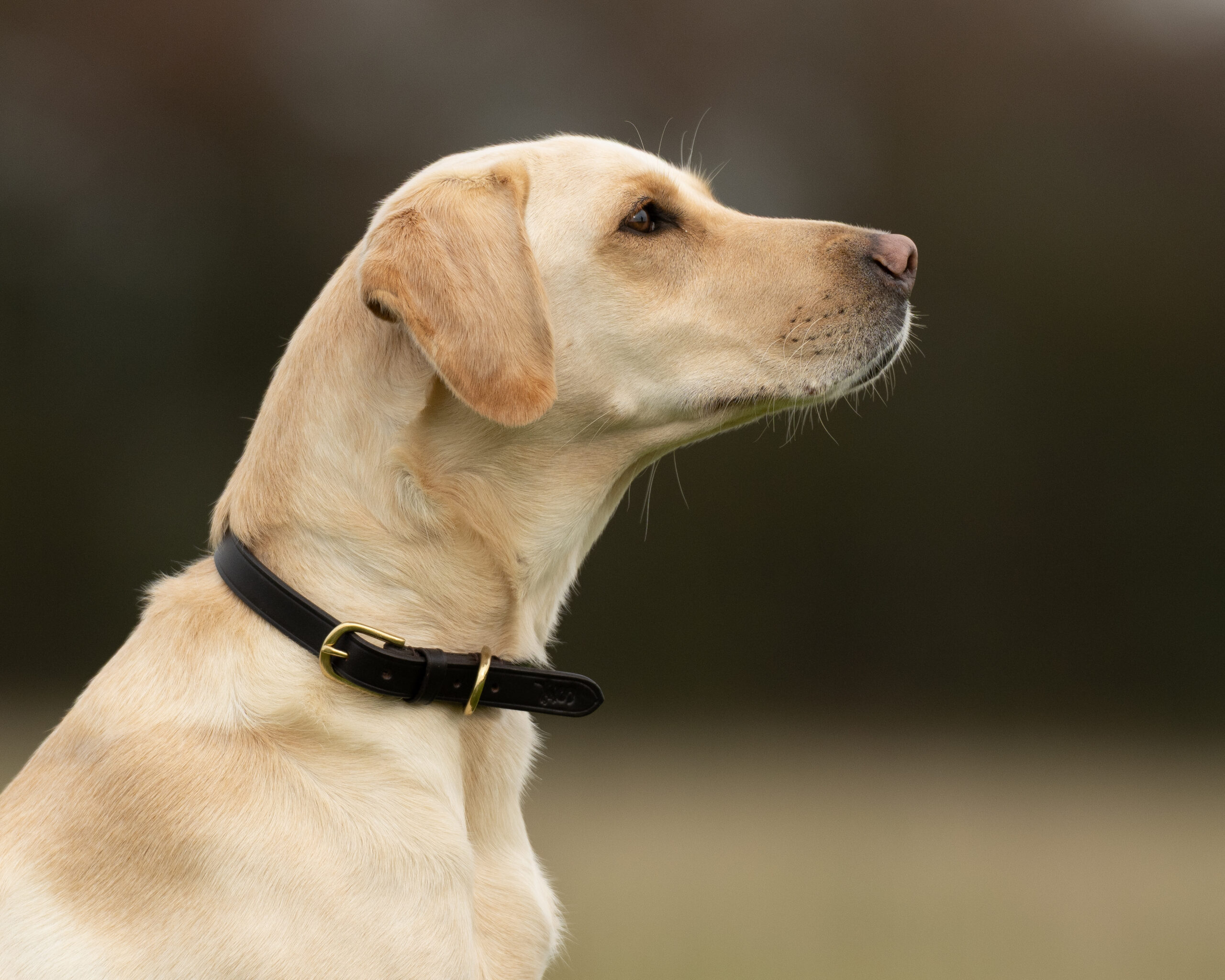 Leather Collars - Image 3