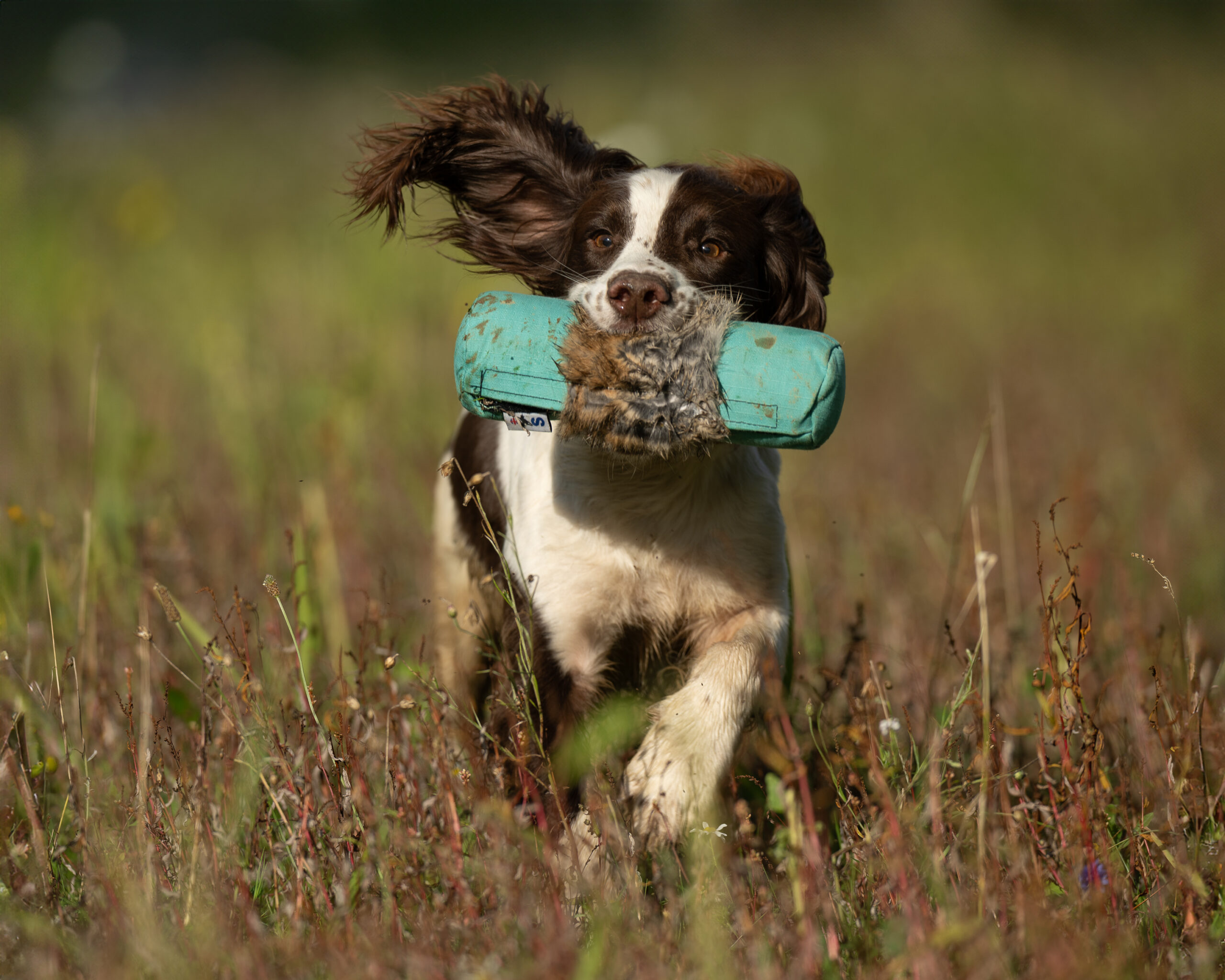Endless Dummy - 1lb Rabbit - Image 2