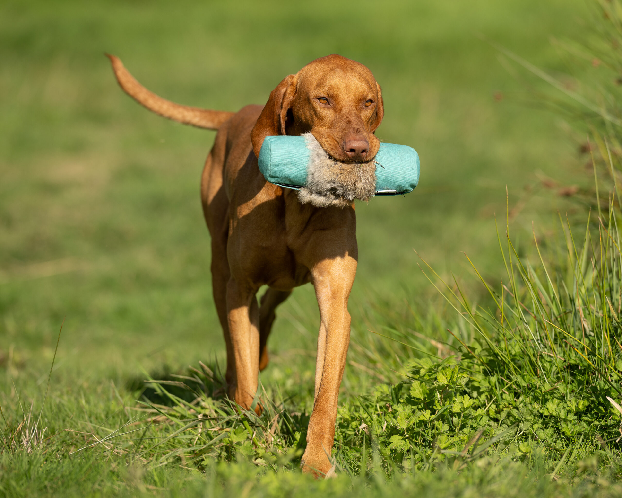 Endless Dummy - 1lb Rabbit - Image 3