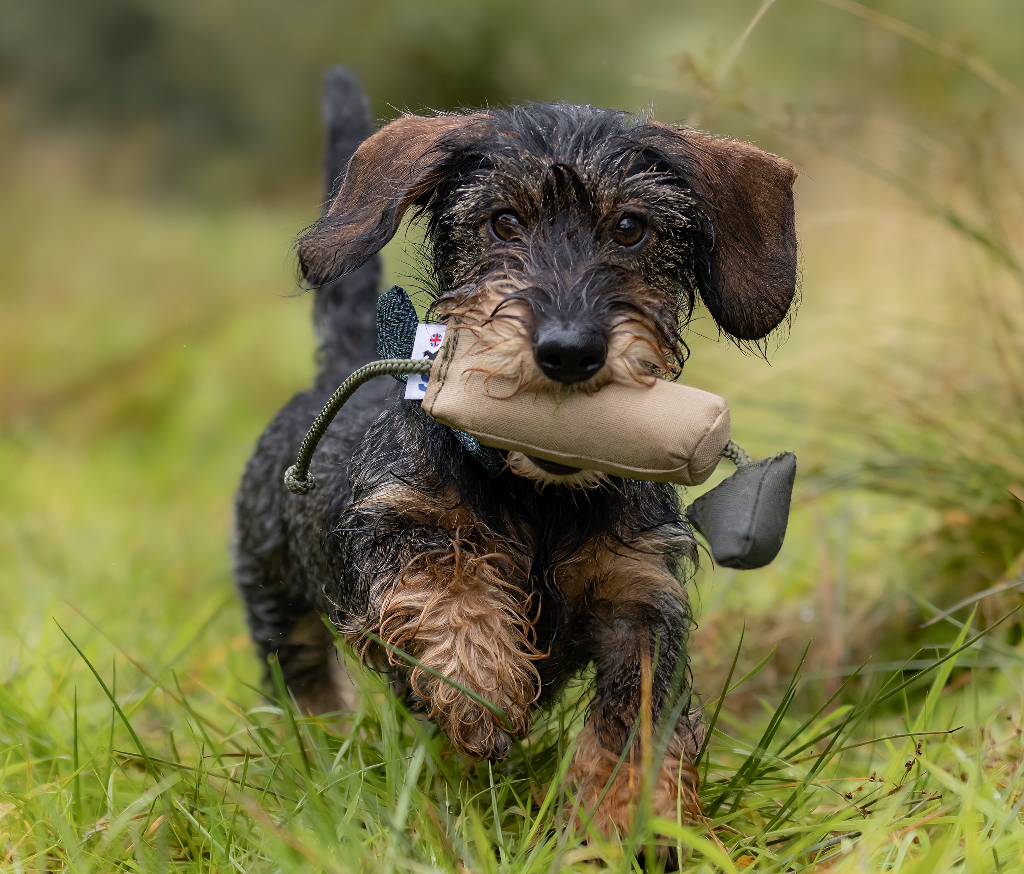 Bird Dummy - Small - Image 3