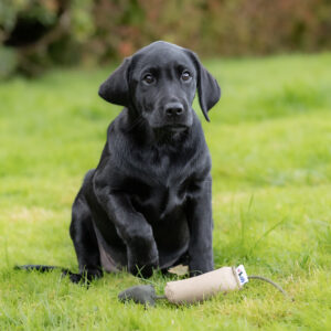 Bird Dummy - Small - Image 2